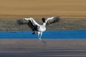 Black-necked cranes in Phobjikha Valley, Gangtey, Bhutan